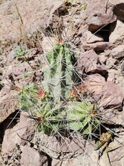 Echinocereus enneacanthus enneacanthus