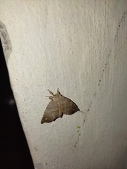 Olceclostera seraphica