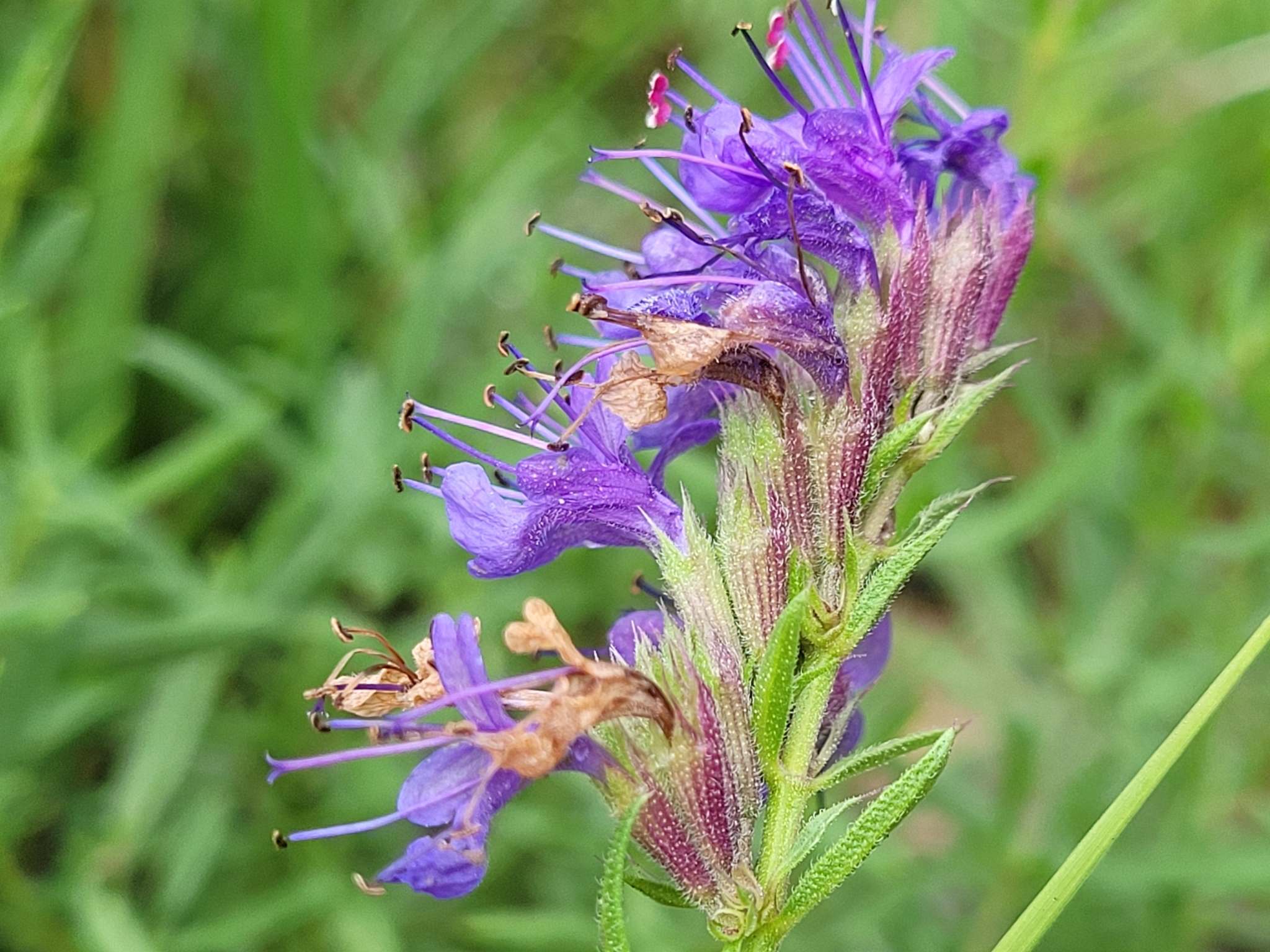 Hyssopus officinalis