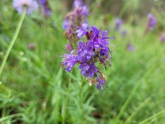 Hyssopus officinalis