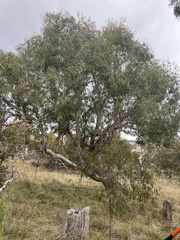 Eucalyptus viminalis