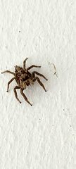 Plexippus paykulli