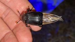 Nicrophorus concolor
