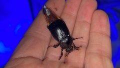 Nicrophorus concolor