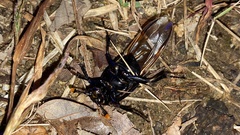Nicrophorus concolor