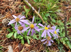 Aster willkommii