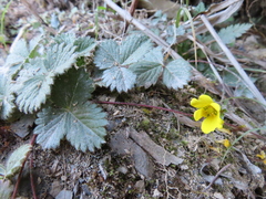 Potentilla matsumurae