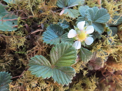 Fragaria hayatae