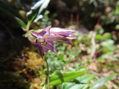 Tripterospermum lanceolatum