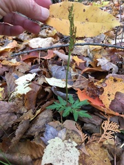 Sceptridium dissectum