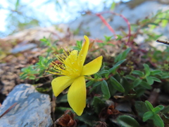 Hypericum nagasawae