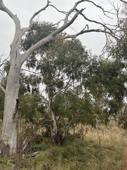 Eucalyptus viminalis