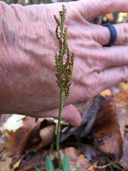 Sceptridium dissectum