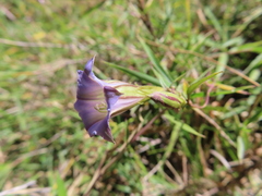 Tripterospermum lanceolatum