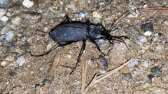 Leptocarabus