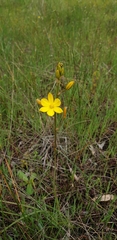 Bulbine bulbosa
