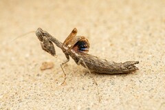 Litaneutria ocularis