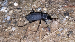 Leptocarabus