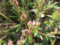 Swertia macrosperma