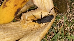 Leptocarabus