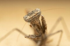 Litaneutria ocularis