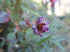 Persicaria runcinata