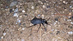 Leptocarabus