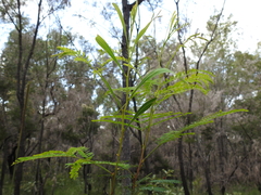 Acacia attenuata