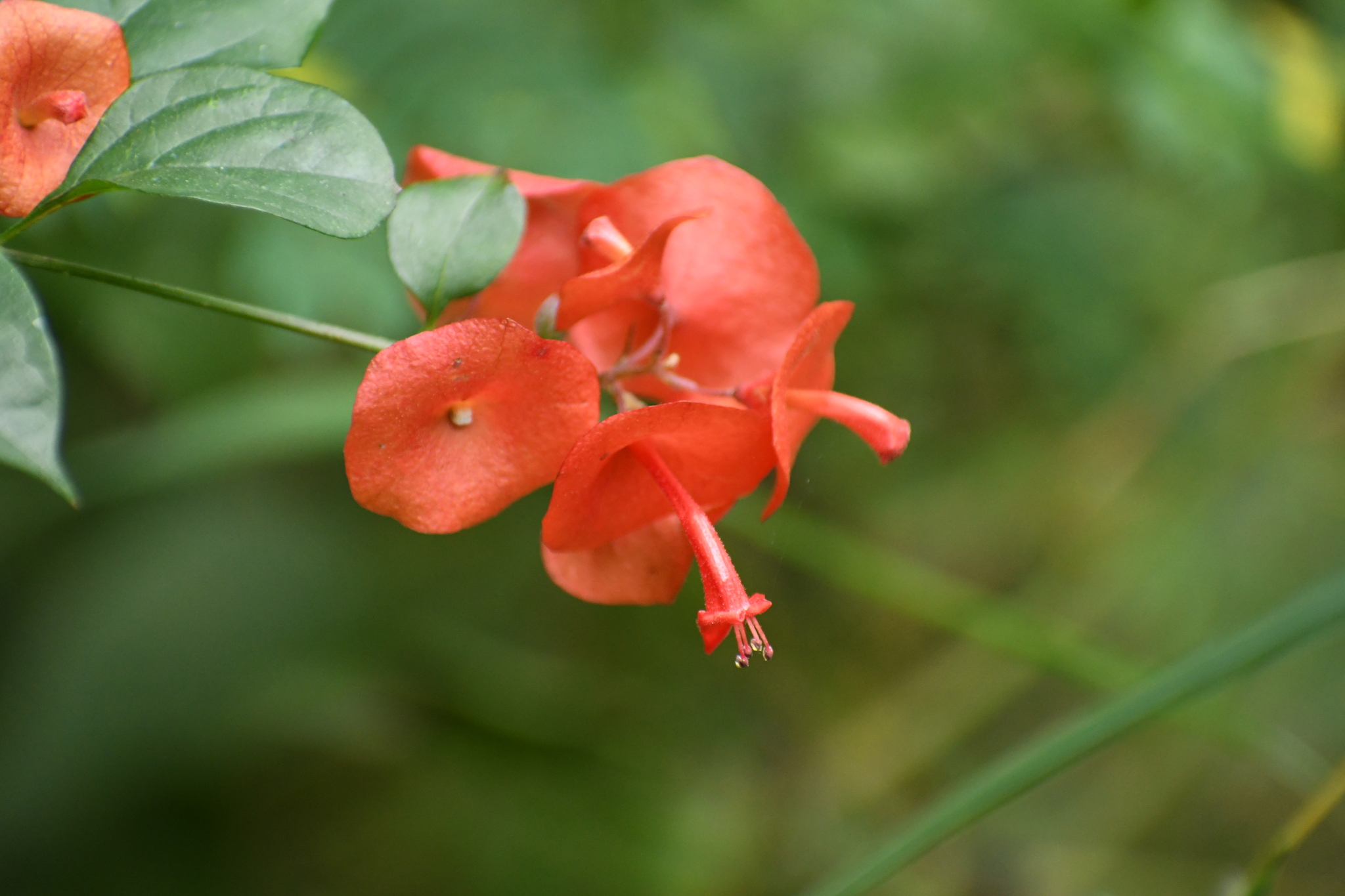 Holmskioldia sanguinea