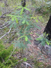 Acacia attenuata
