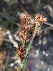 Machaerina rubiginosa