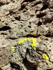 Acarosporaceae