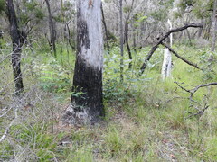 Acacia attenuata