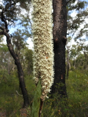 Xanthorrhoea fulva