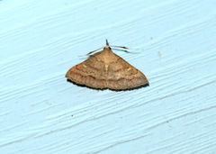 Renia discoloralis