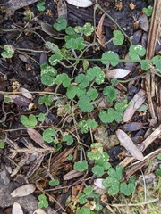 Hydrocotyle hirta