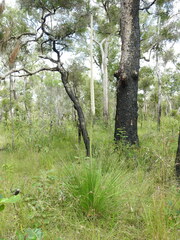 Xanthorrhoea fulva