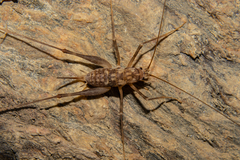 Pleioplectron thomsoni