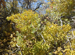 Phoradendron villosum