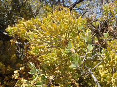 Phoradendron villosum