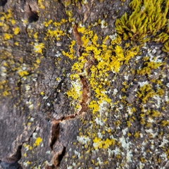 Polycauliona candelaria