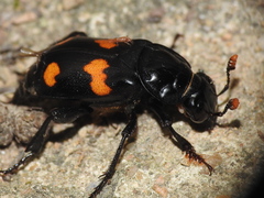 Nicrophorus orbicollis