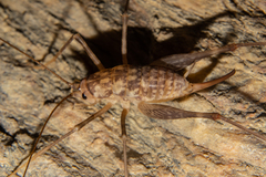 Pleioplectron thomsoni