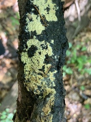 Trichoderma sulphureum