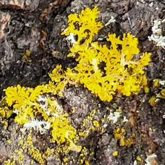 Polycauliona candelaria