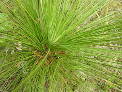 Xanthorrhoea fulva