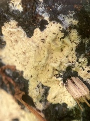 Trichoderma sulphureum