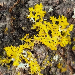 Polycauliona candelaria