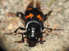 Nicrophorus orbicollis