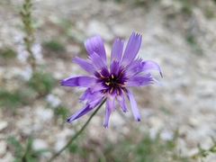 Catananche caerulea